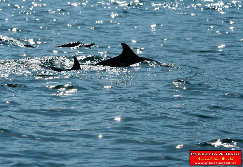 IMG_4815 delfini nel tratto di mare per Shuaab, Socotra.jpg